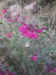 Salvia lemmonii