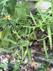 Asteromyia euthamiae