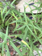 Asteromyia euthamiae