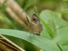 Perophthalma tullius