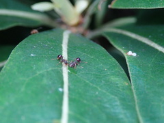 Pristomyrmex
