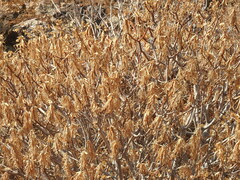 Euphorbia dendroides