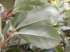 Elaeagnus oldhamii