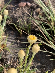 Helichrysum chionosphaerum