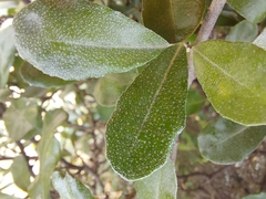 Elaeagnus oldhamii