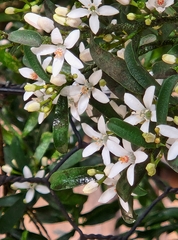 Philotheca myoporoides