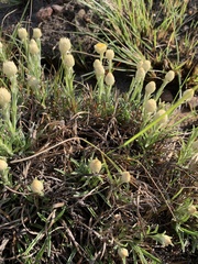 Helichrysum chionosphaerum
