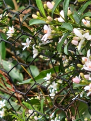 Philotheca myoporoides