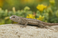 Sceloporus occidentalis longipes