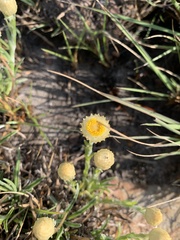 Helichrysum chionosphaerum