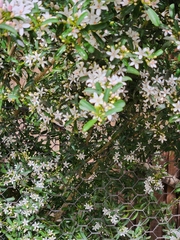 Philotheca myoporoides