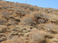 Euphorbia dendroides