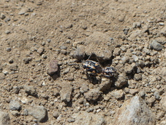 Bagrada hilaris