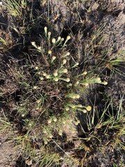 Helichrysum chionosphaerum