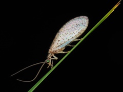 Micromus tasmaniae