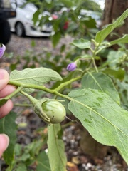Solanum melongena