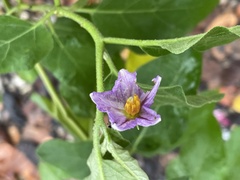 Solanum melongena