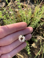Tetraselago longituba
