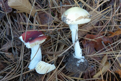Amanita lavendula