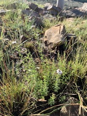 Tetraselago longituba