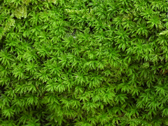 Atrichum undulatum