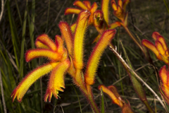 Anigozanthos humilis