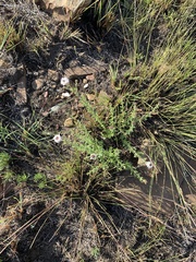 Tetraselago longituba