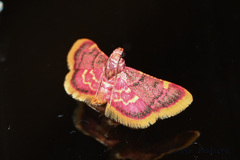 Hypsopygia regina