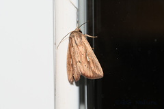 Mythimna decisissima