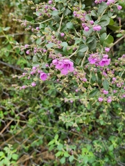 Prostanthera