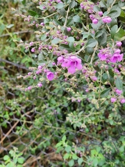 Prostanthera