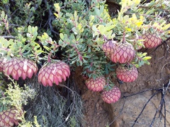 Protea sulphurea