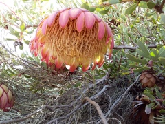 Protea sulphurea