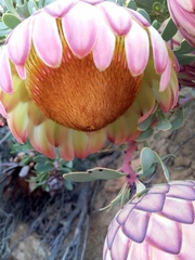 Protea sulphurea