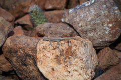 Urosaurus nigricauda