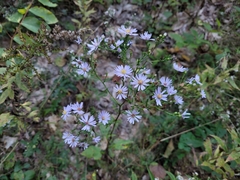 Symphyotrichum ciliolatum