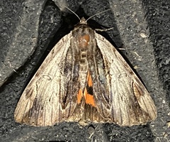 Catocala ultronia