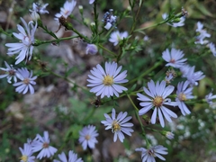 Symphyotrichum ciliolatum