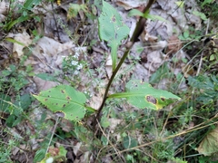 Symphyotrichum ciliolatum