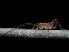 Tettigoniidea