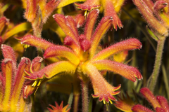 Anigozanthos humilis