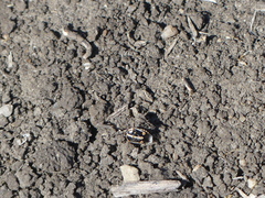 Bagrada hilaris
