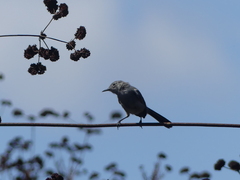 Polioptila californica