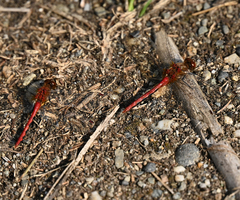 Sympetrum internum