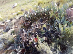 Protea lorifolia