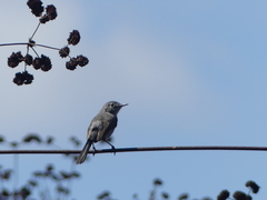 Polioptila californica