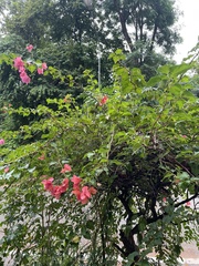 Bougainvillea