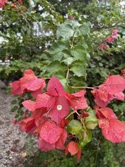 Bougainvillea