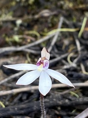 Caladenia saccharata