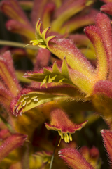 Anigozanthos humilis